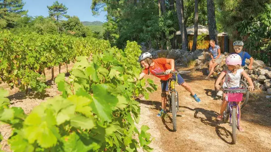 Vignes à La croix de vinchannes