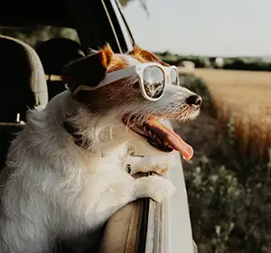 Partir en vacances avec son chien
