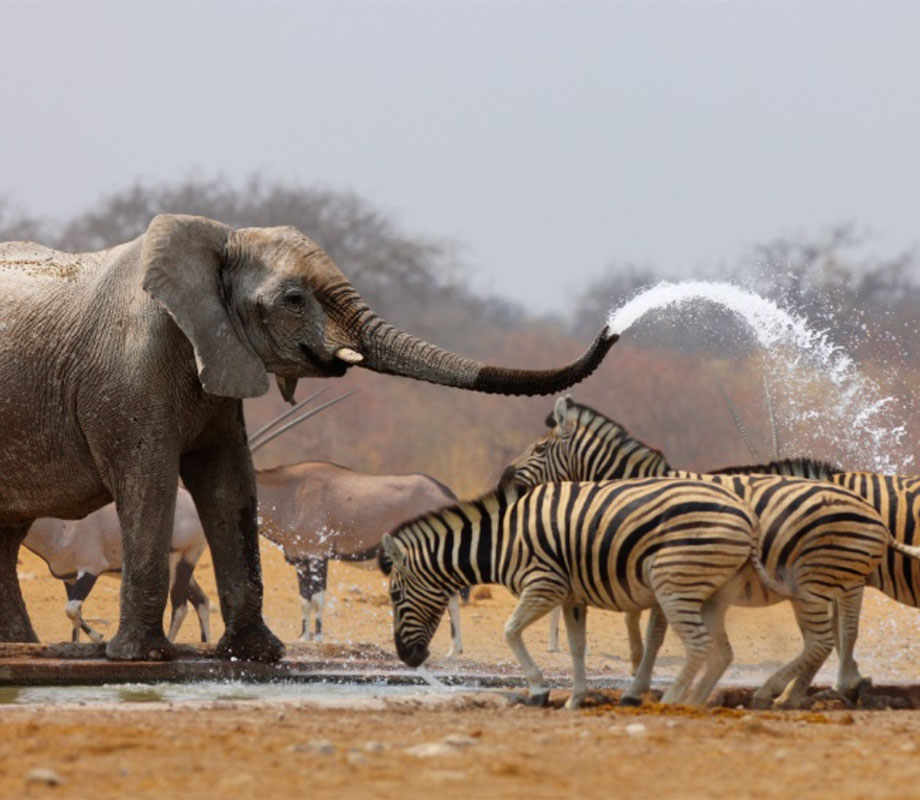 Evasion au coeur de l'Afrique