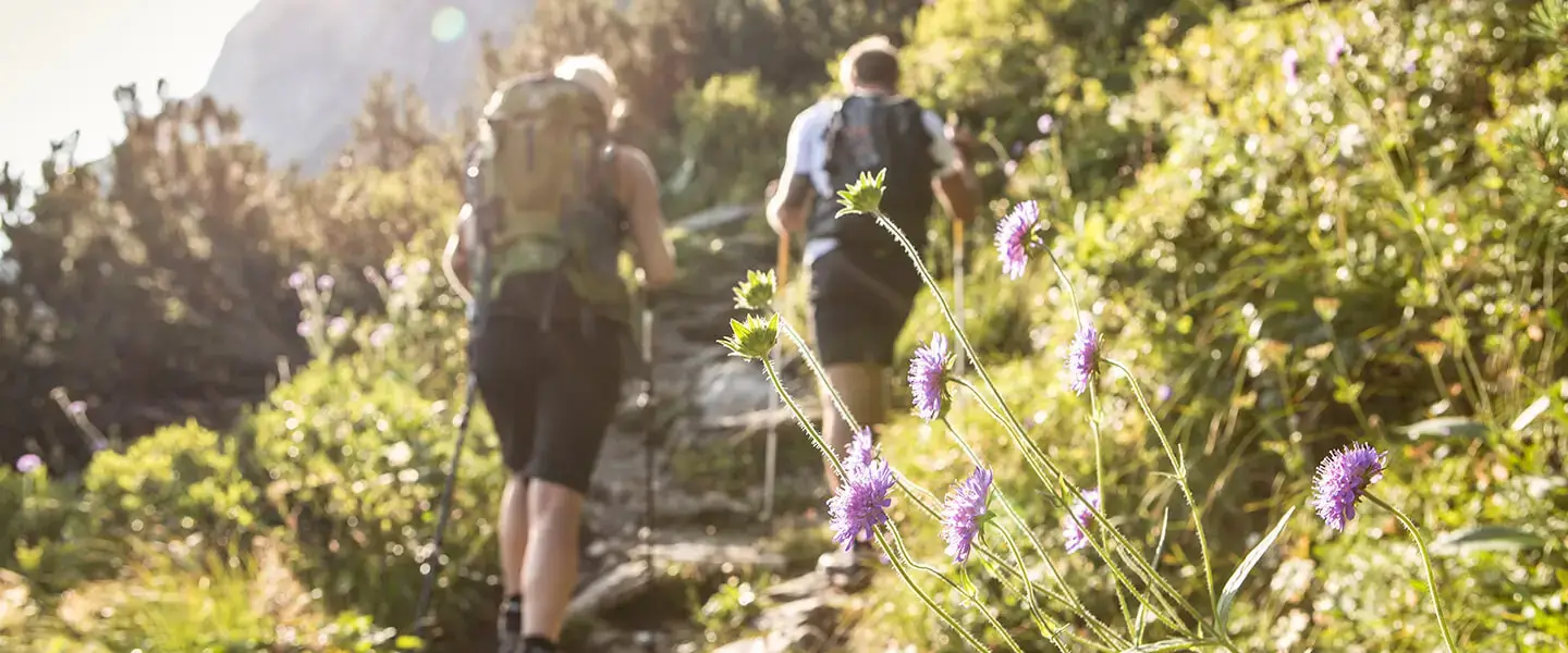 La flore en randonnée de montagne